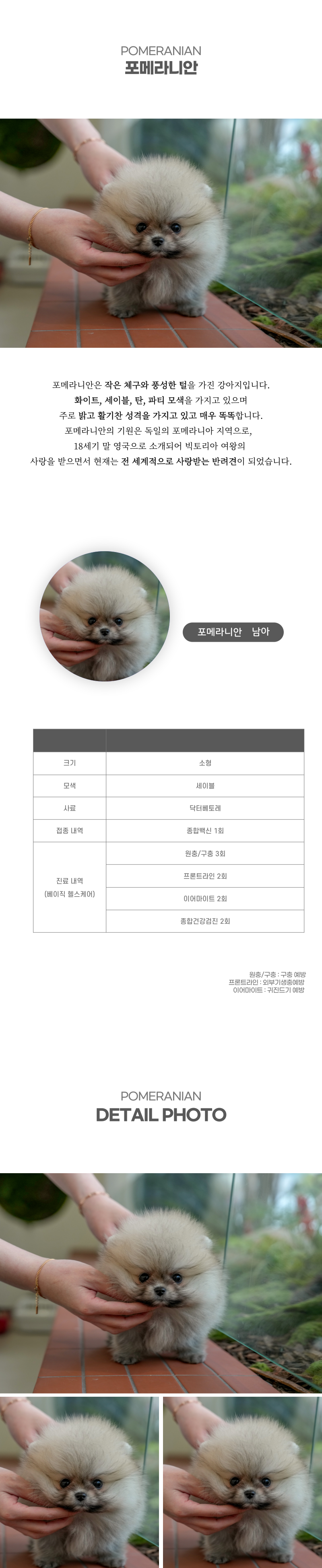 포메라니안_상세이미지_2